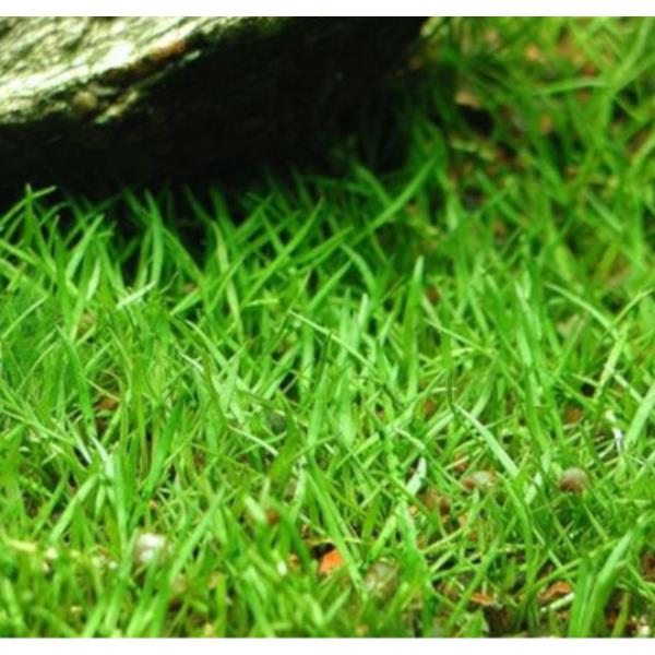 Lilaeopsis brasiliensis_420x400.jpg